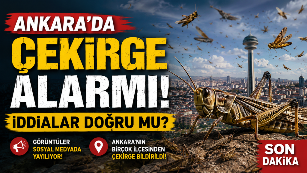 Ankara’da Çekirge Alarmı! İddialar Doğru mu?